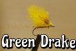 Green Drake Gabriele Carera