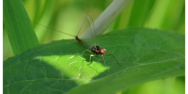 le basi dell’entomologia applicata alla pesca a mosca.