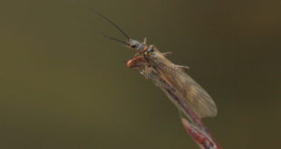 Plecottero Taeniopterygidae