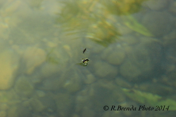 Formica alata nera sull'acqua