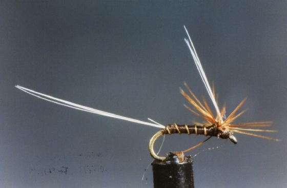 Abraphlebia spent Abraphlebia spent