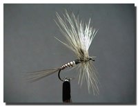 Ephemera danica (imago femmina)