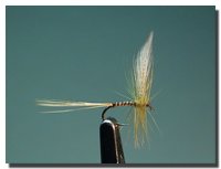 Baetis rhodani (subimago maschio)