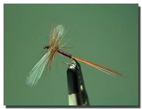 Baetis rhodani (spent)