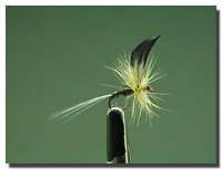 Baetis pumilus (subimago femmina)