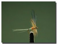 Ephemerella ignita (subimago femmina)