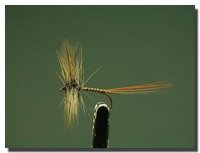 Leptophlebia marginata (subimago)