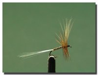 Choroterpes picteti (subimago femmina)