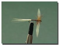 Choroterpes picteti (spent)