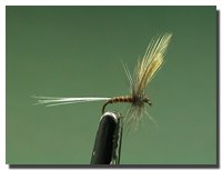 Habrophlebia lauta (subimago maschio)