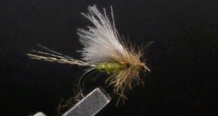 Olive Dun