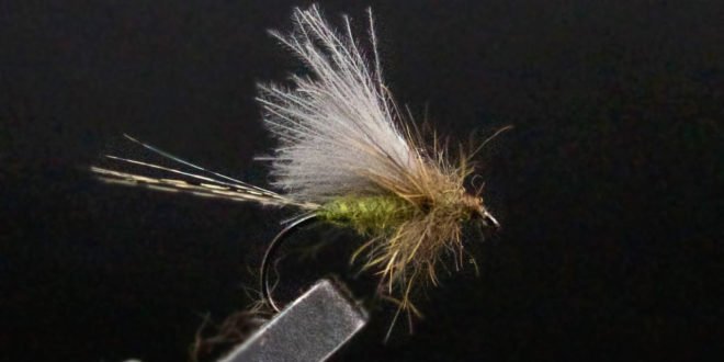 Olive Dun