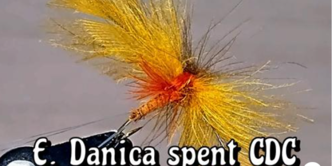 Ephmera Danica Spent - Gabriele Carera