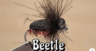 Gabriele Carera - Il laboratorio SIM - Beetle