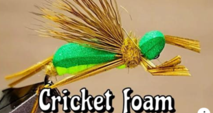 Cricket Foam Gabriele Carera SIM
