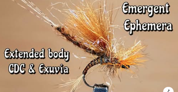 Gabriele Carera SIM EMERGENT EPHEMERA EXTENDED BODY CDC & EXUVIA