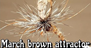 March Brown Attractor Gabrieie Carera SIM