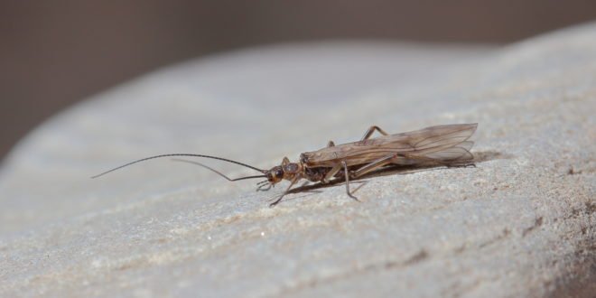 Brachyptera risi