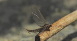 Baetis rhodani subimago
