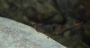 Epeorus assimilis imago male