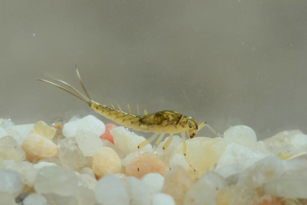 Baetis rhodani nymph