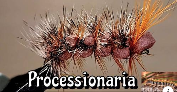Laboratorio Costruzione SIM - Gabiele Carera - Processionaria