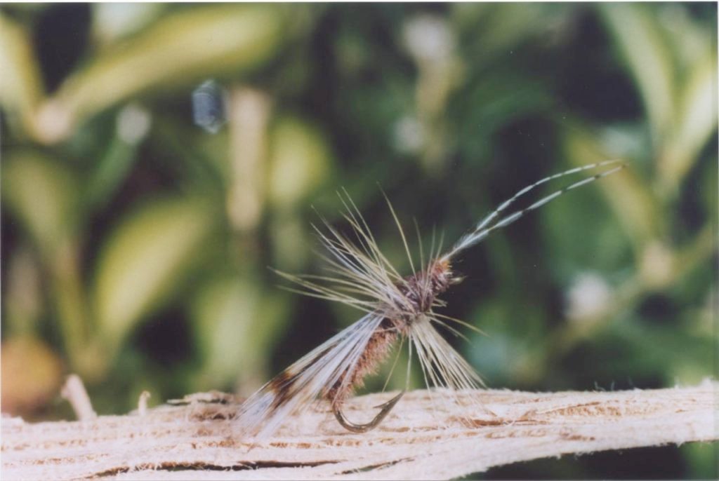 N_55 LEONARD WILLOW FLY