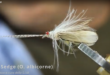 Roberto Breanda SIM Silver Sedge