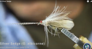 Roberto Breanda SIM Silver Sedge