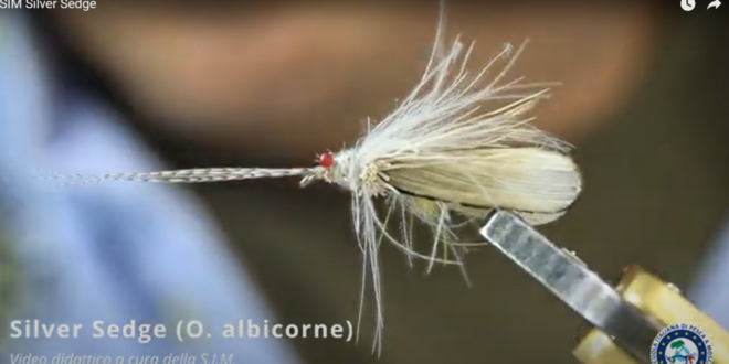 Roberto Breanda SIM Silver Sedge