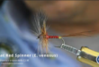 Roberto Brenda SIM Ecdyonurus venosus imago female