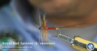 Roberto Brenda SIM Ecdyonurus venosus imago female