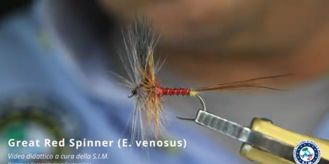 Roberto Brenda SIM Ecdyonurus venosus imago female