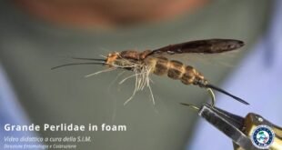 Roberto Brenda SIM Grande Perlidae in foam