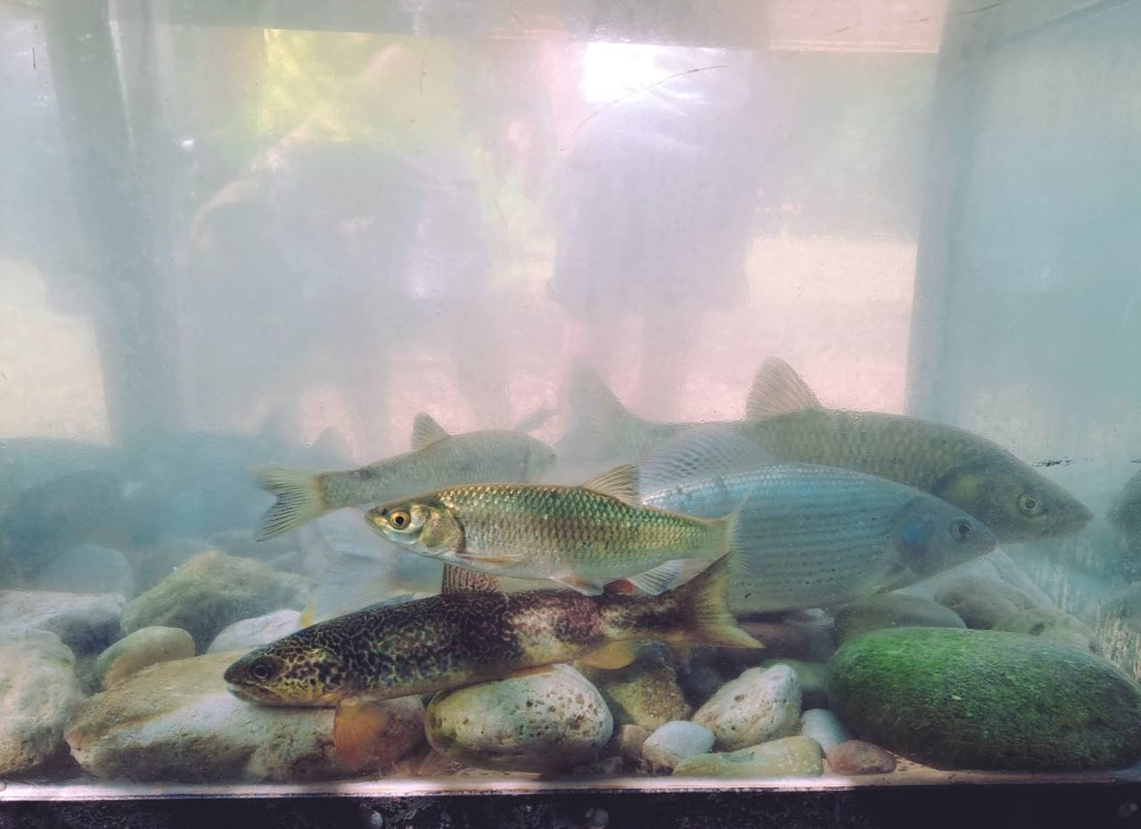SIM - Mountain Flyfishing Festival
