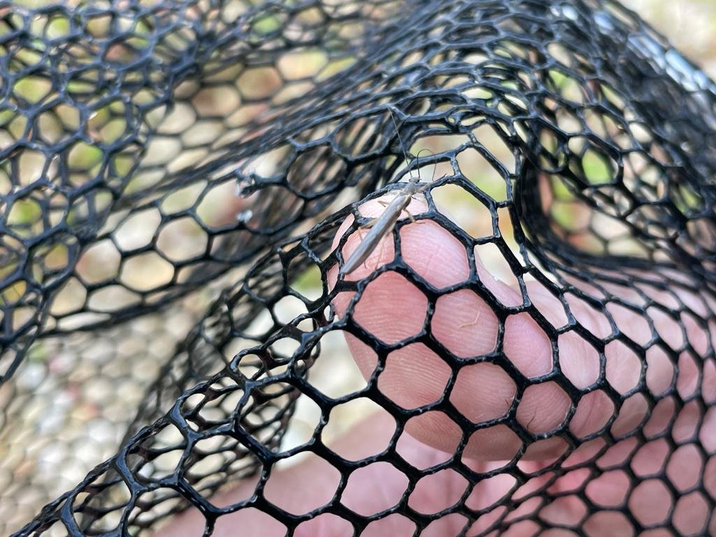 Imago di Leuctra
