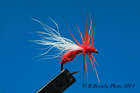 Formica alata con ali orizzontali Formica alata con ali orizzontali