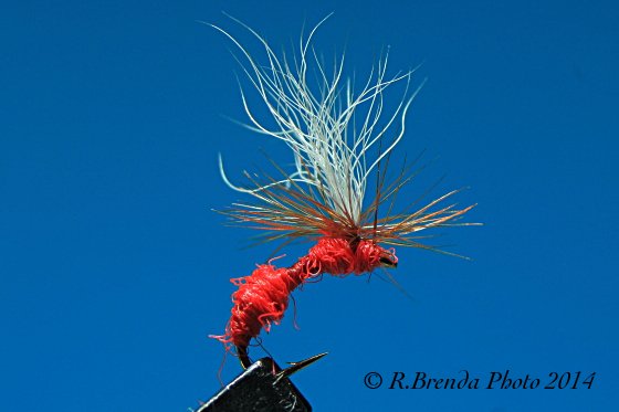 Formica alata parachute Formica alata parachute