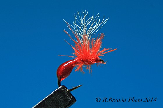 Formica in UV e CDC Formica in UV e CDC