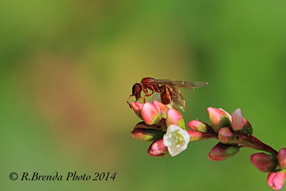 Formica alata rossa Formica alata rossa