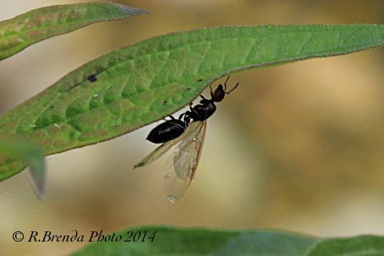 Formica alata nera Formica alata nera
