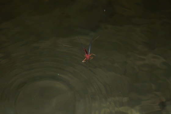 Femmina di Ecdyonurus venosus in ovideposizione