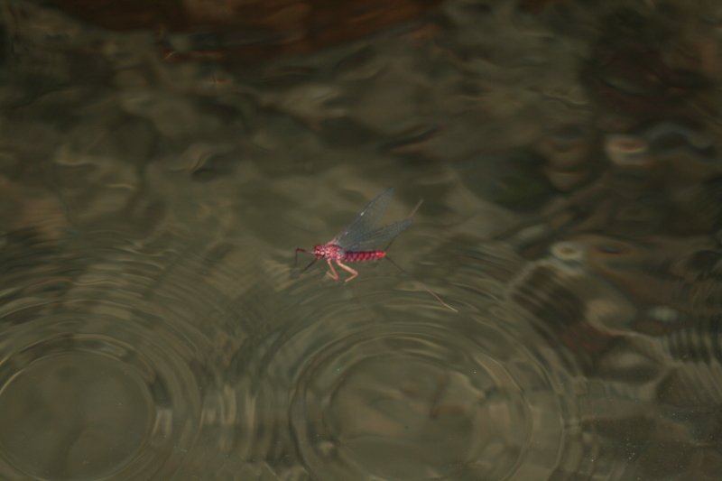 Ecdyonurus in deriva