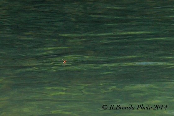 Formica alata sull'acqua Formica alata sull'acqua