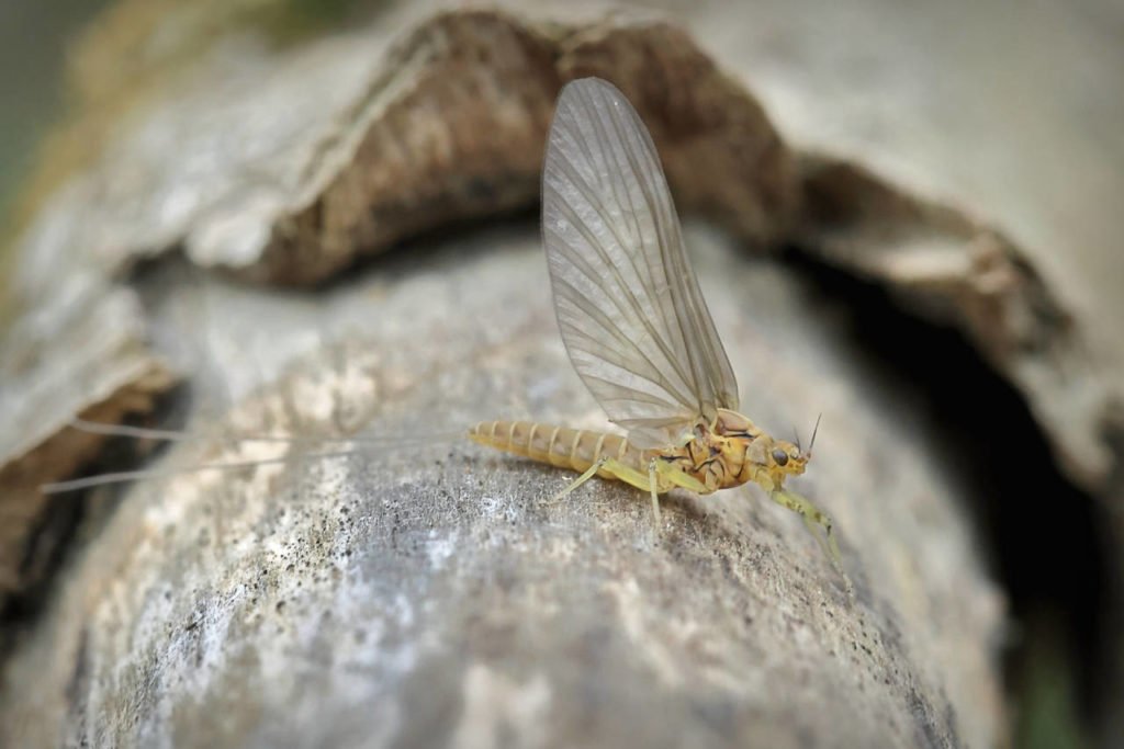 Baetis rhodani subimago female