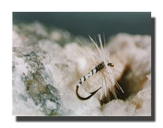 Blue Midge