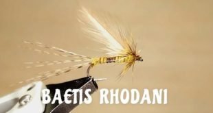 Sim - Baetis Rhodani