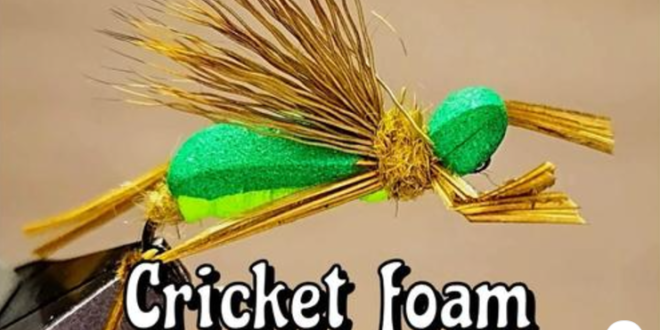 Cricket Foam Gabriele Carera SIM