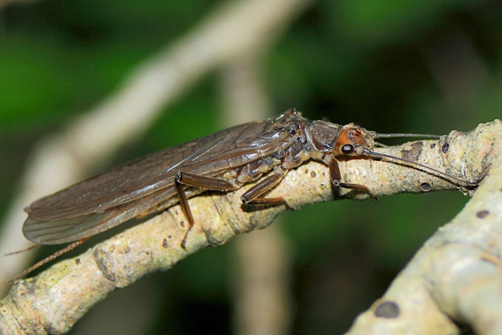 Dinocras cephalotes