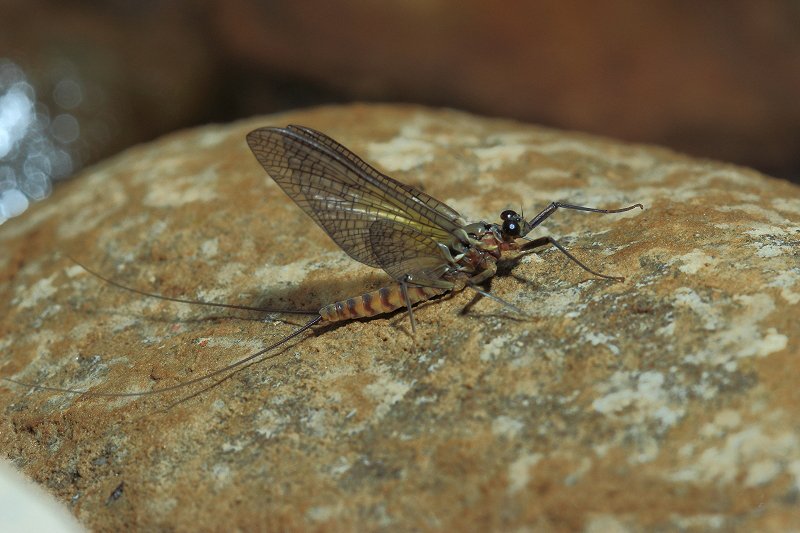 Epeorus assimilis subimago male